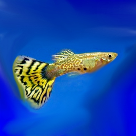 Poecilia ret.   Gup yellow gold cobra M